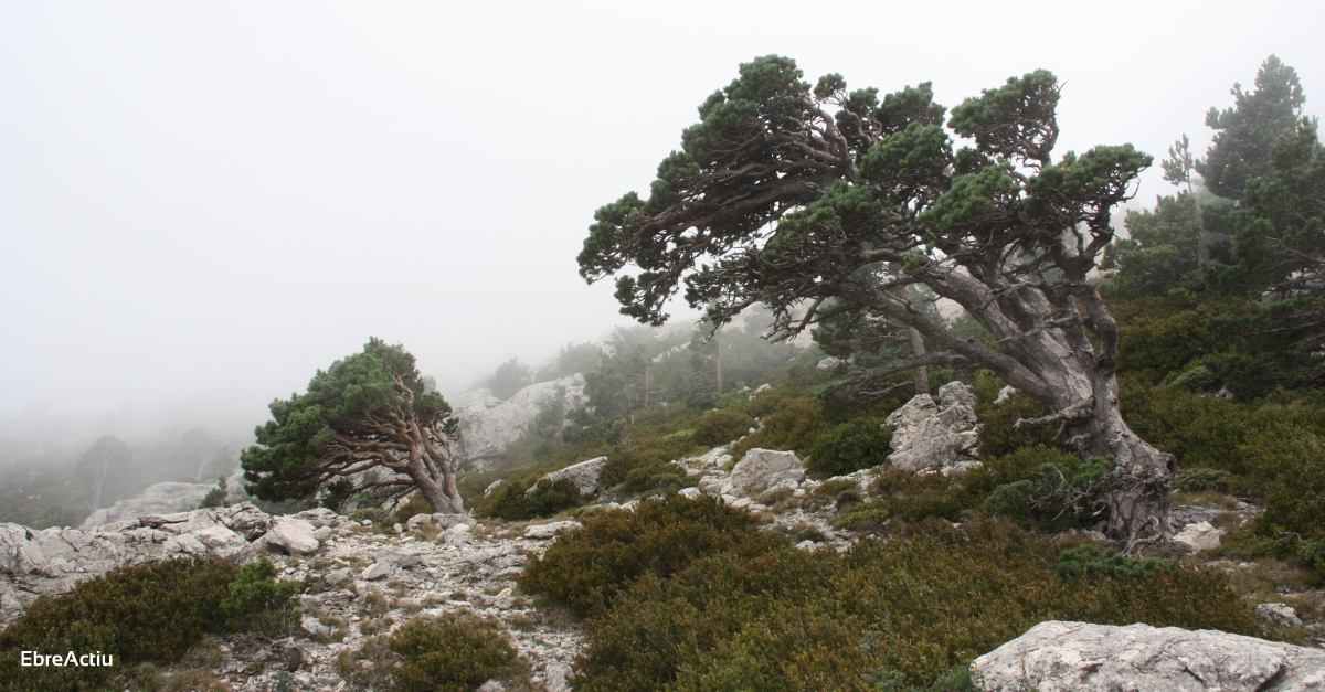 El Parc Natural dels Ports inicia el procs per a l’obtenci de la Carta Europea de Turisme Sostenible