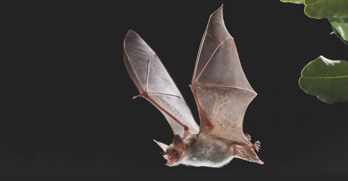 La poblacin de quirpteros del delta del Ebro | EbreActiu.cat, revista digital de ocio activo | Terres de l’Ebre...