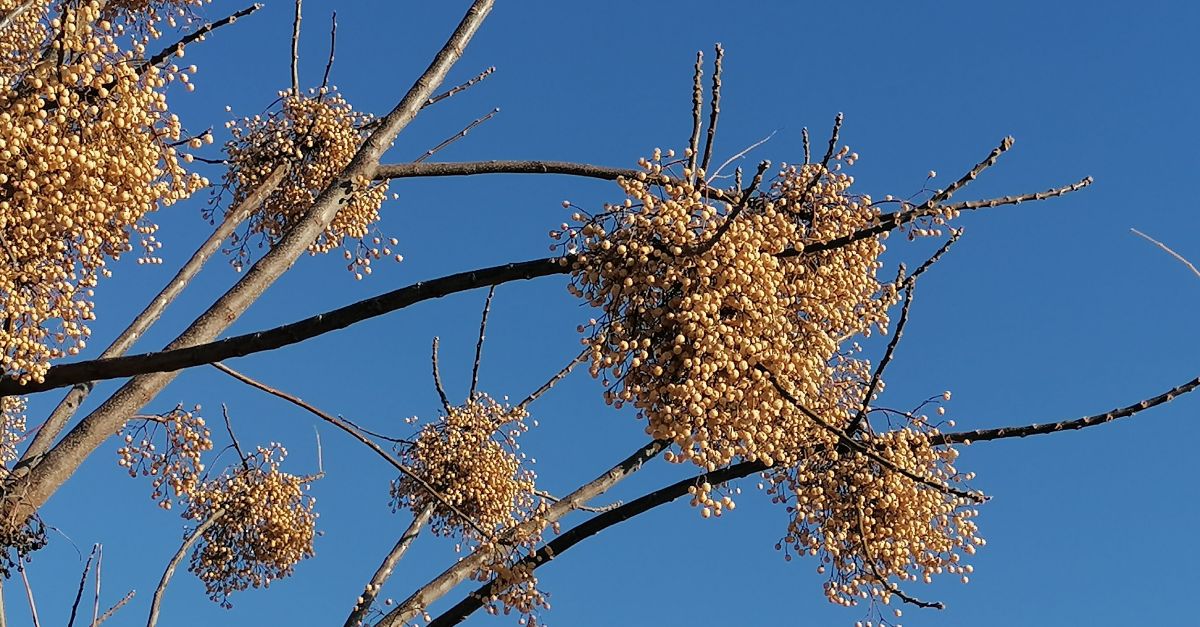 Els aerobilegs alerten que les polinitzacions arribaran ms tard aquesta primavera, per amb ms fora