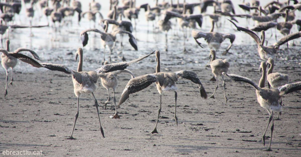 Baja supervivencia de las cr�as de flamenco en el delta del Ebro a pesar del n�mero estable de parejas reproductoras | EbreActiu.cat, revista digital de ocio activo | Terres de l&rsquo;Ebre...