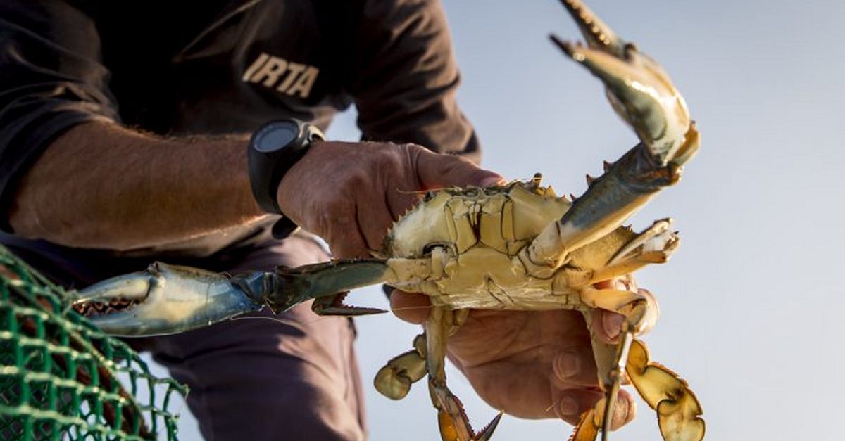 L’IRTA estudia com el pop pot ajudar a combatre l’expansi del cranc blau al delta de l’Ebre | EbreActiu.cat, revista digital d’oci actiu | Terres de l’Ebre ...
