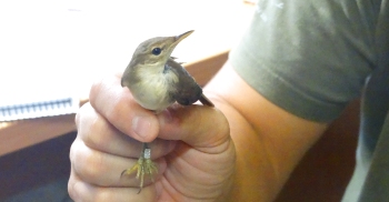 Portes obertes a l�Estaci� Biol�gica del Parc Natural del Delta de l�Ebre