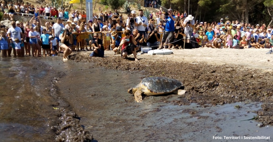 Alliberades a l’Ametlla de Mar cinc tortugues marines recuperades