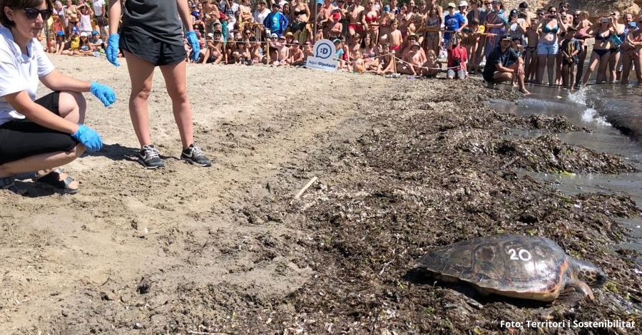 Alliberades a l&rsquo;Ametlla de Mar cinc tortugues marines recuperades | EbreActiu.cat, revista digital d&rsquo;oci actiu | Terres de l&rsquo;Ebre ...