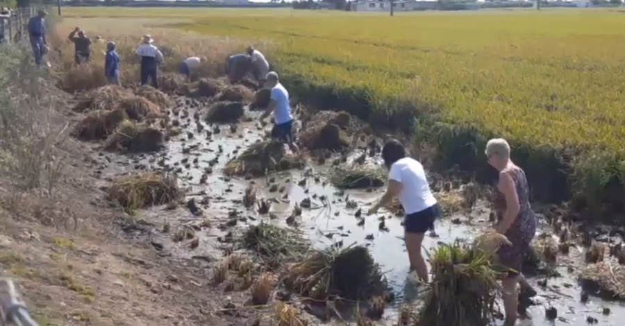 La segona Festa de la Sega de la Rpita combina amb xit la tradici del delta amb la divulgaci ambiental | EbreActiu.cat, revista digital d’oci actiu | Terres de l’Ebre ...