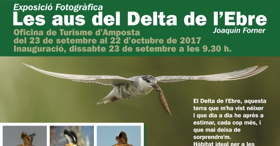 Exposici� fotogr�fica �Les aus del Delta de l�Ebre�, de Joaqu�n Forner