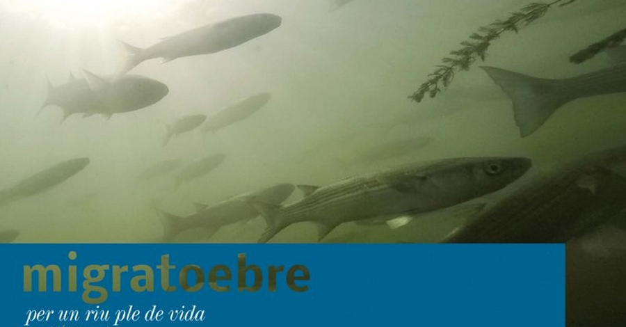 Presentaci�n del libro �MigratoEbre. Per un riu ple de vida�