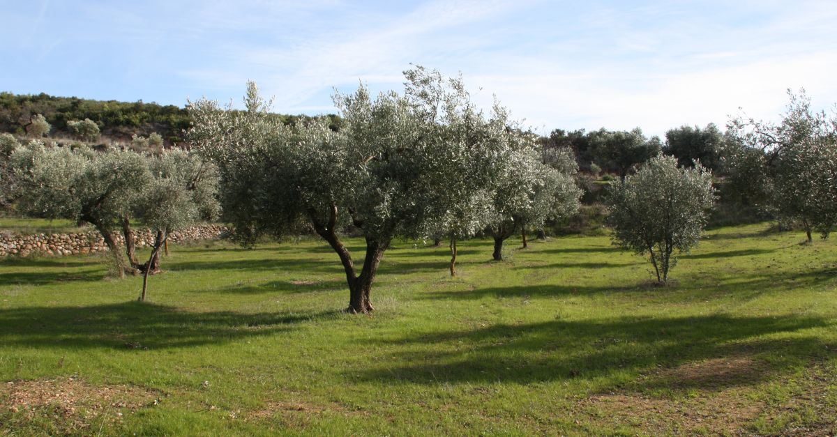 Quarta edici del GastroOli DOP Terra Alta al Mercat de la Boqueria de Barcelona | EbreActiu.cat, revista digital d’oci actiu | Terres de l’Ebre ...