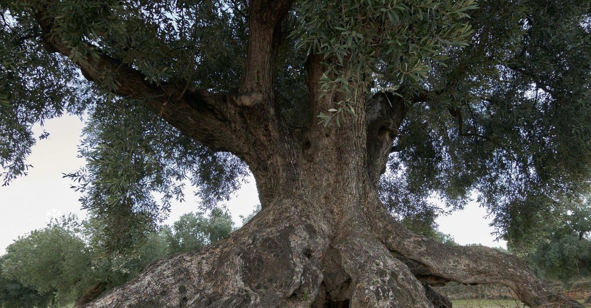 Presentaci del projecte Oliveres centenries i singulars del Matarranya