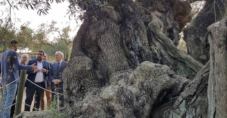 Les oliveres millenries del Snia protagonitzen una jornada de reconeixement