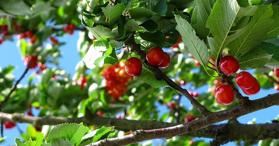 La presidenta de la Diputació de Tarragona inaugurarà la primera edició digital de la Festa de la Cirera de Paüls | EbreActiu.cat, revista digital d’oci actiu | Terres de l’Ebre ... La presidenta de la Diputació de Tarragona inaugurarà la primera edició digital de la Festa de la Cirera de Paüls | EbreActiu.cat, revista digital d’oci actiu | Terres de l’Ebre ...