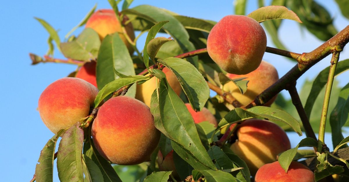 La FCAC presenta un pla pioner per prevenir el malbaratament de fruita