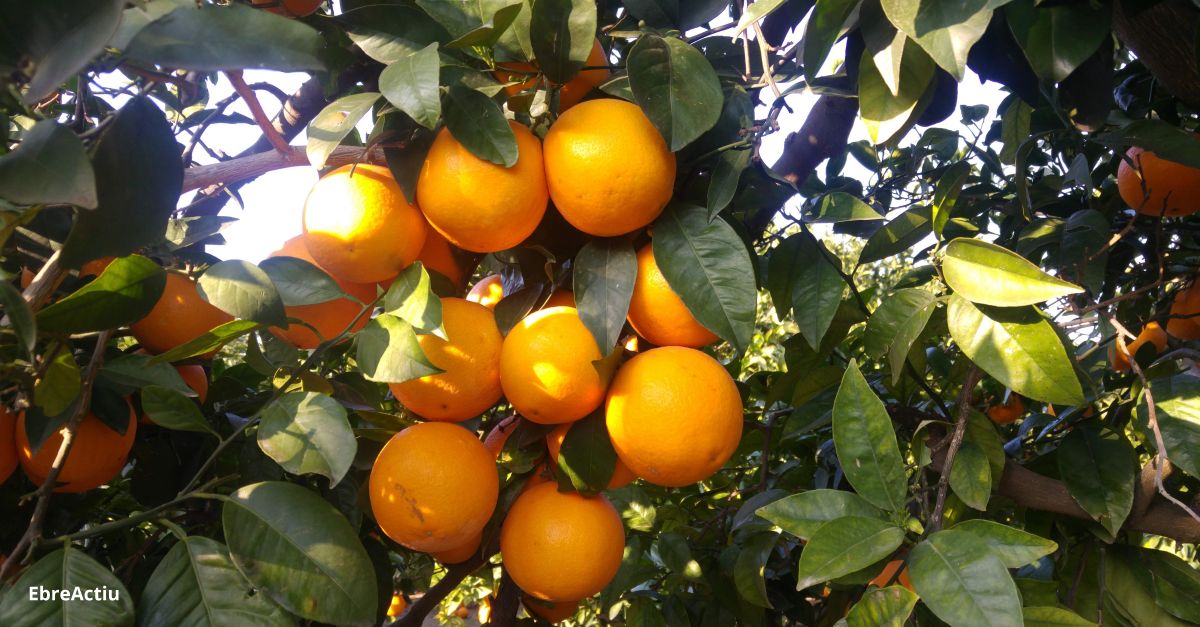 El preu de les taronges, molt per sota dels costos de producci