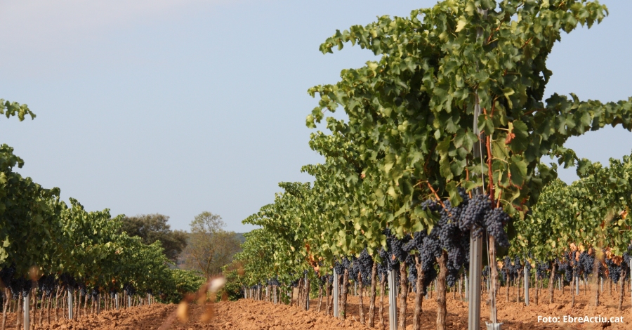 Els vins de la DO Terra Alta, protagonistes de la 31a edició de la Festa del Vi | EbreActiu.cat, revista digital d’oci actiu | Terres de l’Ebre ... Els vins de la DO Terra Alta, protagonistes de la 31a edició de la Festa del Vi | EbreActiu.cat, revista digital d’oci actiu | Terres de l’Ebre ...