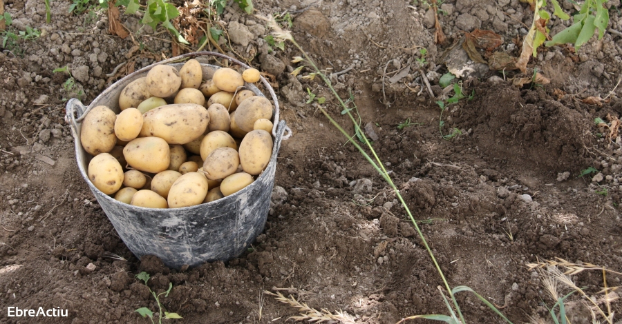 La 7a edici de la Setmana Bio se centra en promoure la proximitat dins del sector ecolgic | EbreActiu.cat, revista digital d’oci actiu | Terres de l’Ebre ...