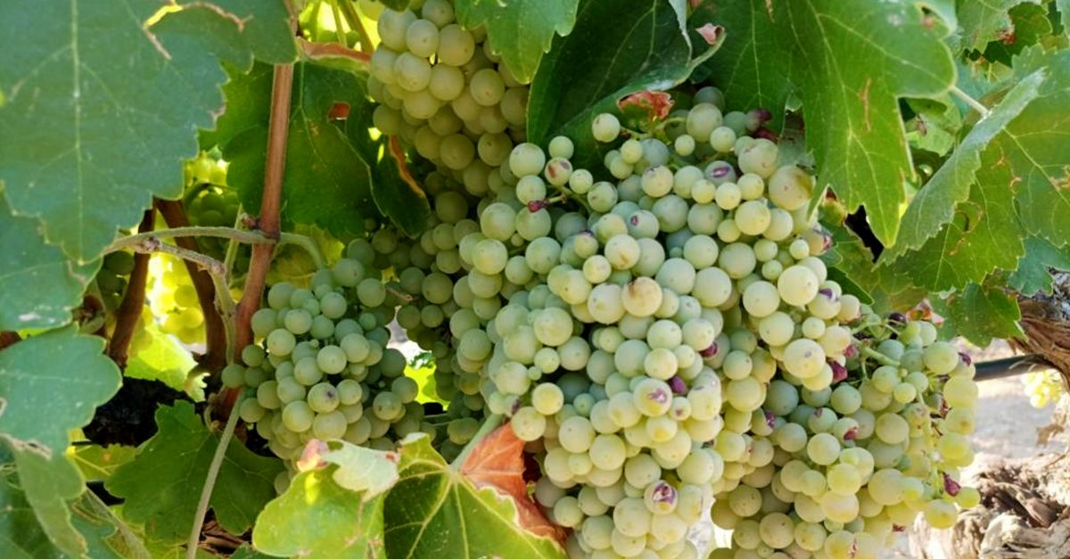 La DO Terra Alta preveu una collita de 43 milions de quilos de raïm en una campanya «excel·lent» | EbreActiu.cat, revista digital d’oci actiu | Terres de l’Ebre ... La DO Terra Alta preveu una collita de 43 milions de quilos de raïm en una campanya «excel·lent» | EbreActiu.cat, revista digital d’oci actiu | Terres de l’Ebre ...