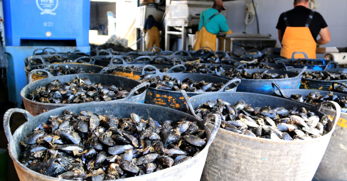 La producci de musclo al Delta caur un 15% perqu se nha cultivat menys i hi ha ms exemplars petits