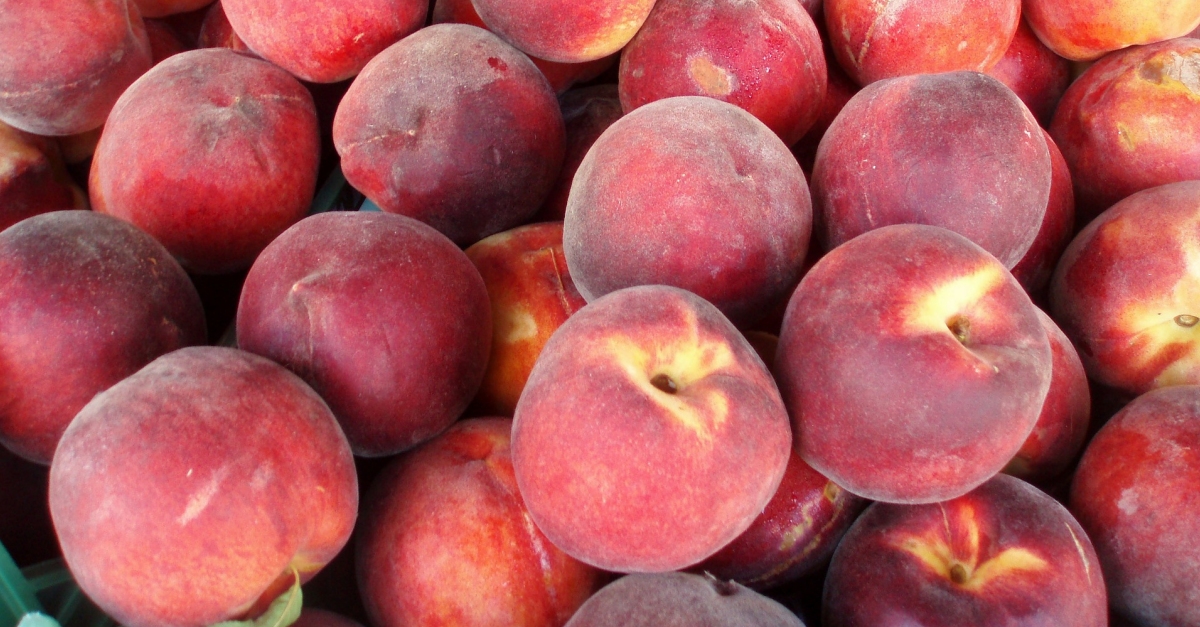 Catalunya preveu una producció de préssec i nectarina un 34% inferior a la mitjana dels últims cinc anys per les gelades | EbreActiu.cat, revista digital d’oci actiu | Terres de l’Ebre ... Catalunya preveu una producció de préssec i nectarina un 34% inferior a la mitjana dels últims cinc anys per les gelades | EbreActiu.cat, revista digital d’oci actiu | Terres de l’Ebre ...