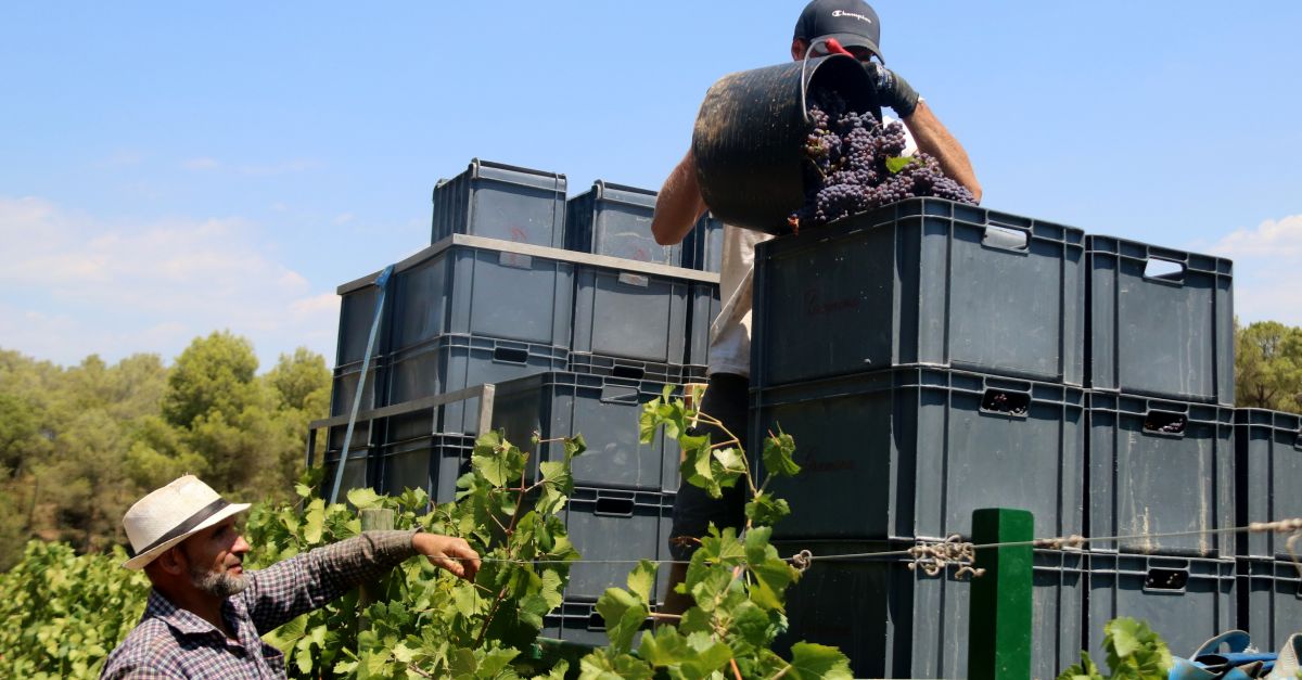 Uni de Pagesos preveu que el volum de la verema a Catalunya caur almenys un 25% degut a la sequera i els cops de calor | EbreActiu.cat, revista digital d’oci actiu | Terres de l’Ebre ...