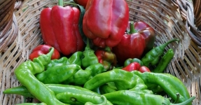 Montsi�: Productos de la huerta Km 0