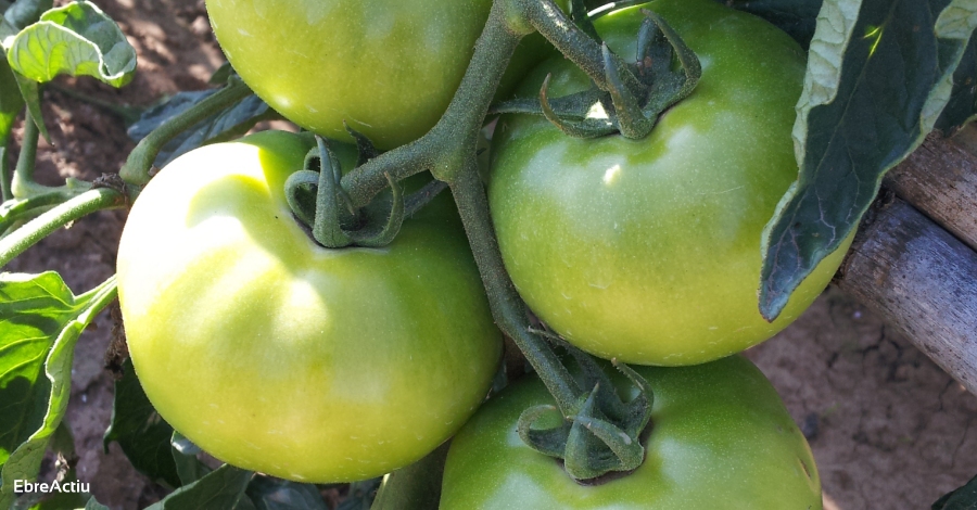 Falset acollira la I Fira de la de la Tomaca del Priorat | EbreActiu.cat, revista digital d’oci actiu | Terres de l’Ebre ... Falset acollira la I Fira de la de la Tomaca del Priorat | EbreActiu.cat, revista digital d’oci actiu | Terres de l’Ebre ...