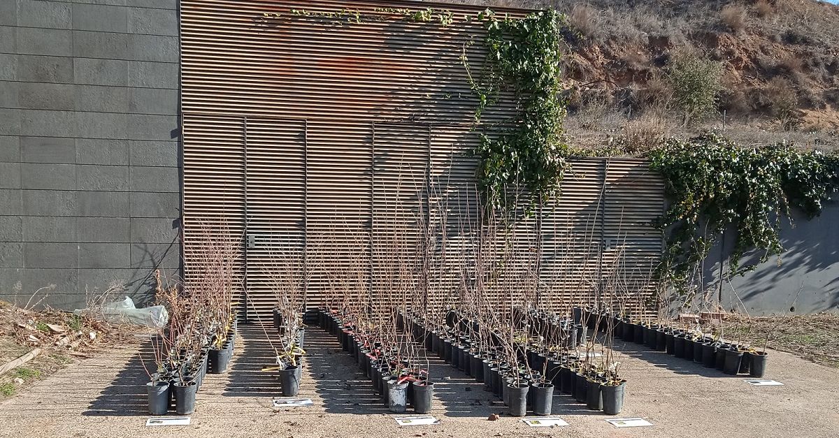El Priorat recupera 450 exemplars d’arbres fruiters de varietats tradicionals de la comarca | EbreActiu.cat, revista digital d’oci actiu | Terres de l’Ebre ...