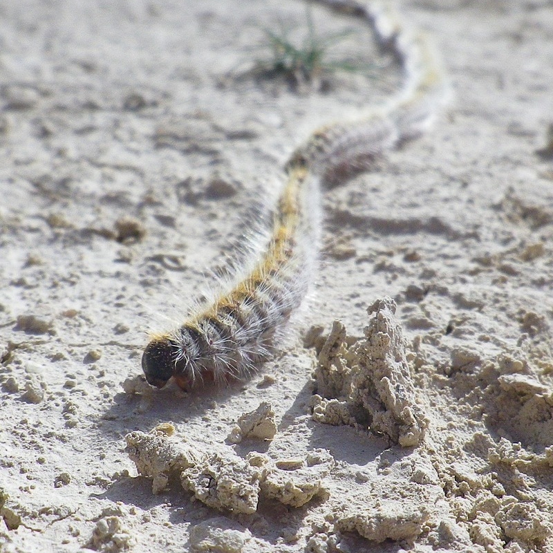 La sequera d’aquest hivern fa avanar el cicle de la processionria del pi | EbreActiu.cat, revista digital d’oci actiu | Terres de l’Ebre ...