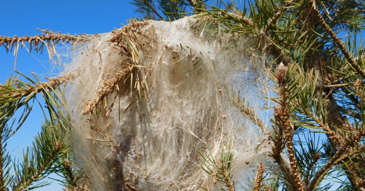 La sequera d’aquest hivern fa avanar el cicle de la processionria del pi | EbreActiu.cat, revista digital d’oci actiu | Terres de l’Ebre ...
