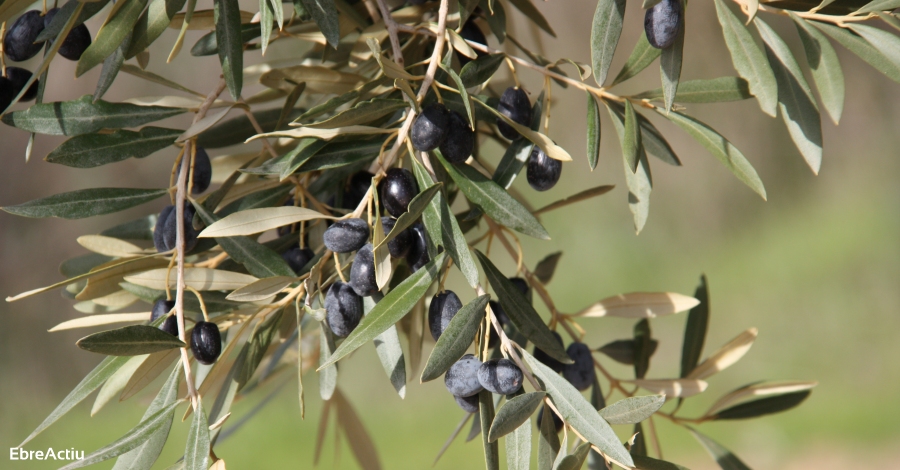 La collita d’oli augmenta un 35% a Catalunya | EbreActiu.cat, revista digital d’oci actiu | Terres de l’Ebre ... La collita d’oli augmenta un 35% a Catalunya | EbreActiu.cat, revista digital d’oci actiu | Terres de l’Ebre ...
