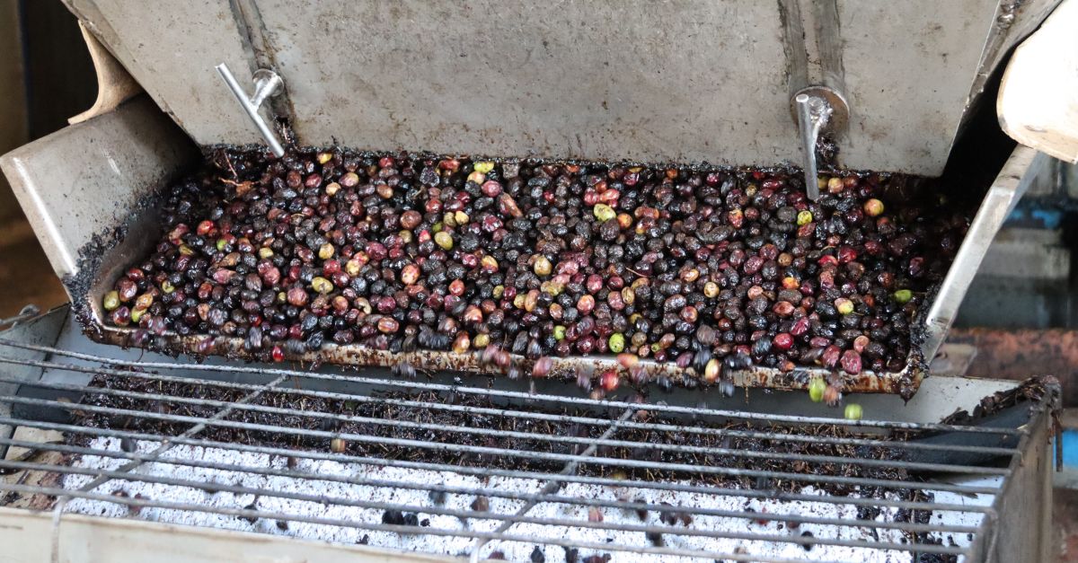 La producci doli caur a la meitat a lEbre per segon any consecutiu i en plena inflaci del preu de consum