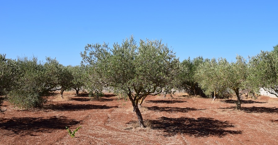 Productors doli de la Terra Alta visiten la Toscana