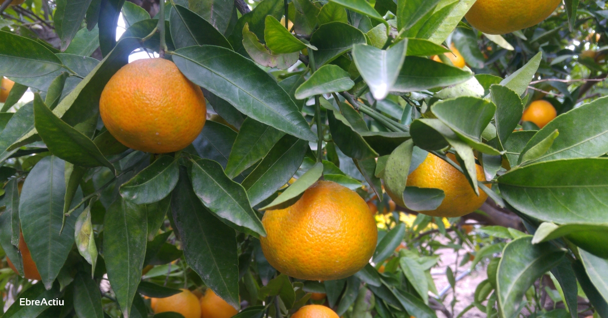 El Programa de fruita a les escoles lliura una bossa de clementines de les Terres de l&rsquo;Ebre a les fam�lies dels infants que hi participen | EbreActiu.cat, revista digital d&rsquo;oci actiu | Terres de l&rsquo;Ebre ...