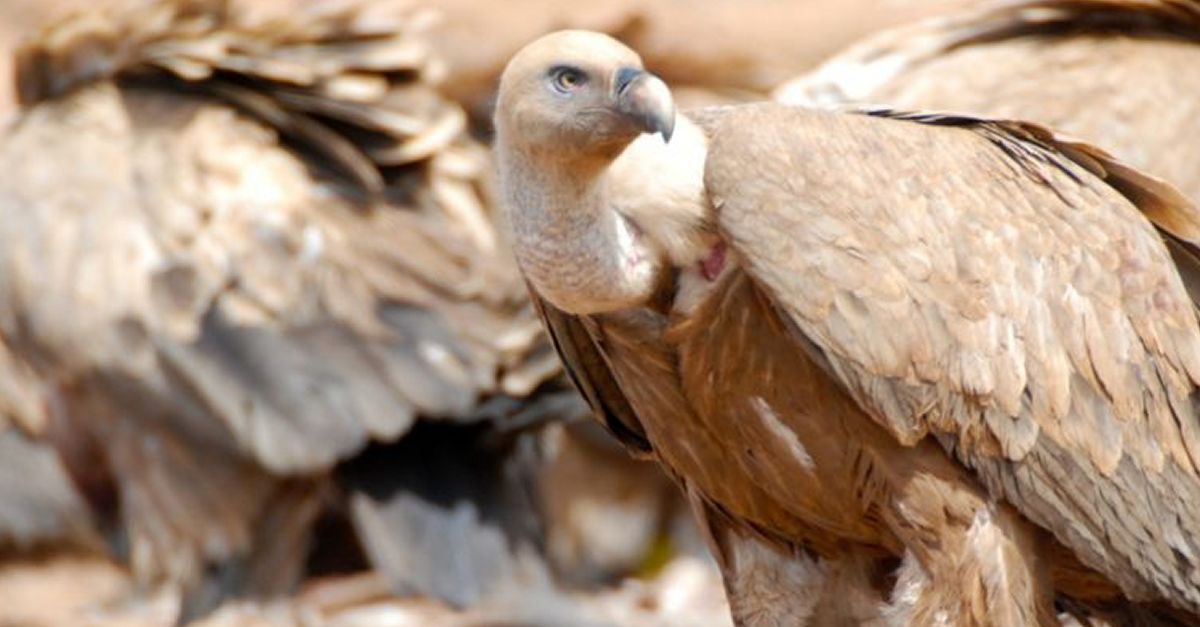 Saprova el Projecte de decret del Catleg de fauna salvatge autctona amenaada