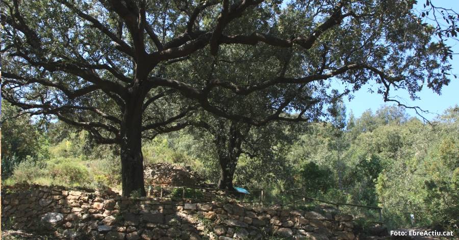 La Rpita posa en marxa un projecte de conservaci al bosc del Burgar