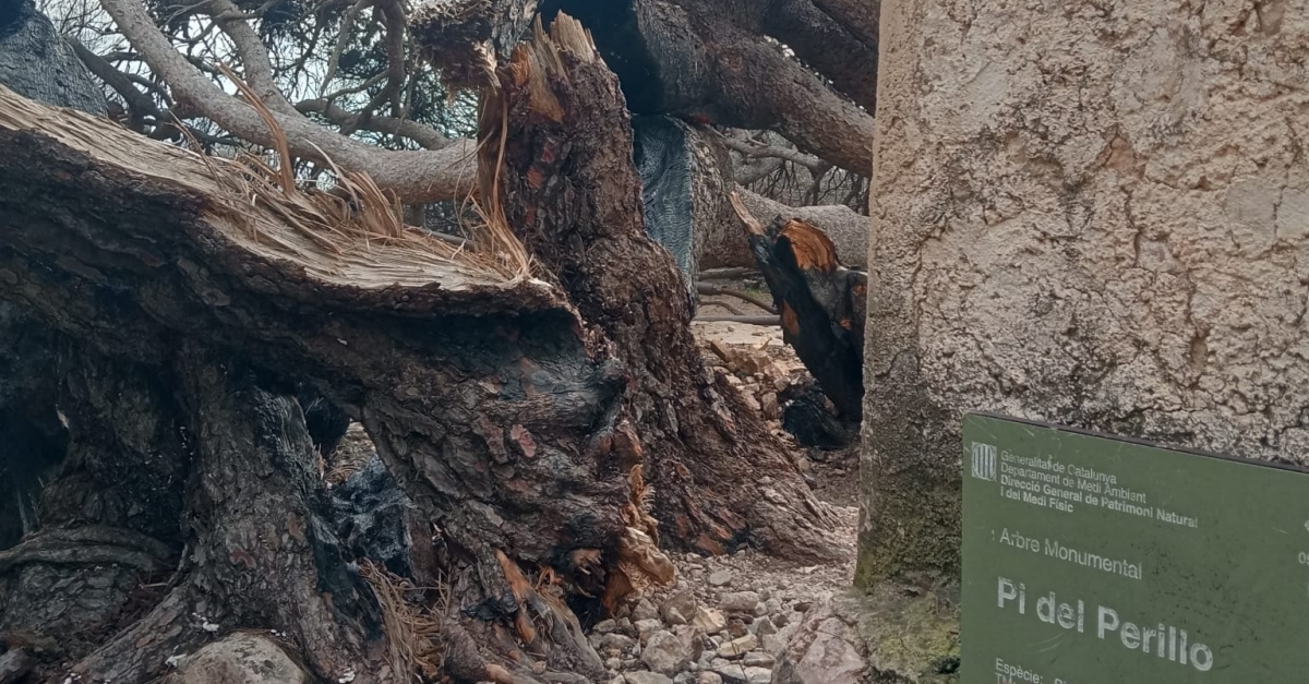 Campred� transforma les cendres de l&rsquo;incendi de Pa�ls en art solidari amb l&rsquo;exposici� �Bombolleta�