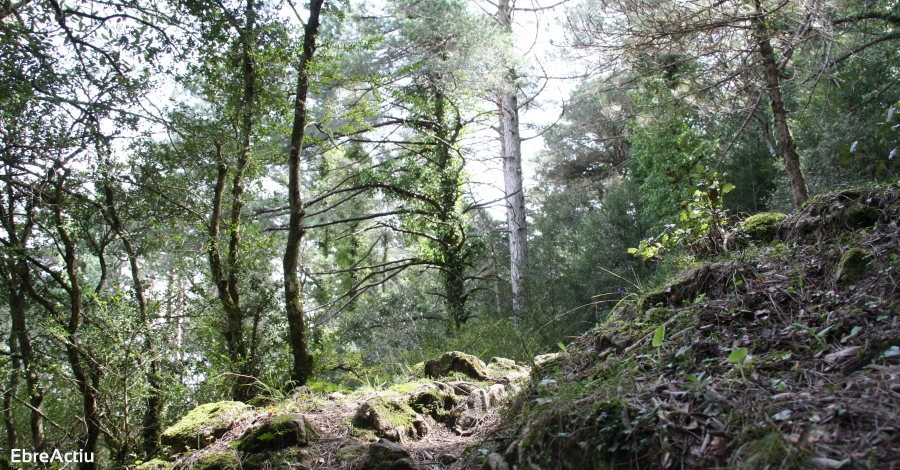 Lempresa ampostina Estell Parquet llana el projecte Plantem Junts per reforestar els boscos