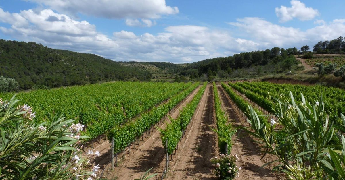 Les obres dantics projectes elics impugnats amenacen cellers i activitats enoturstiques a la Terra Alta
