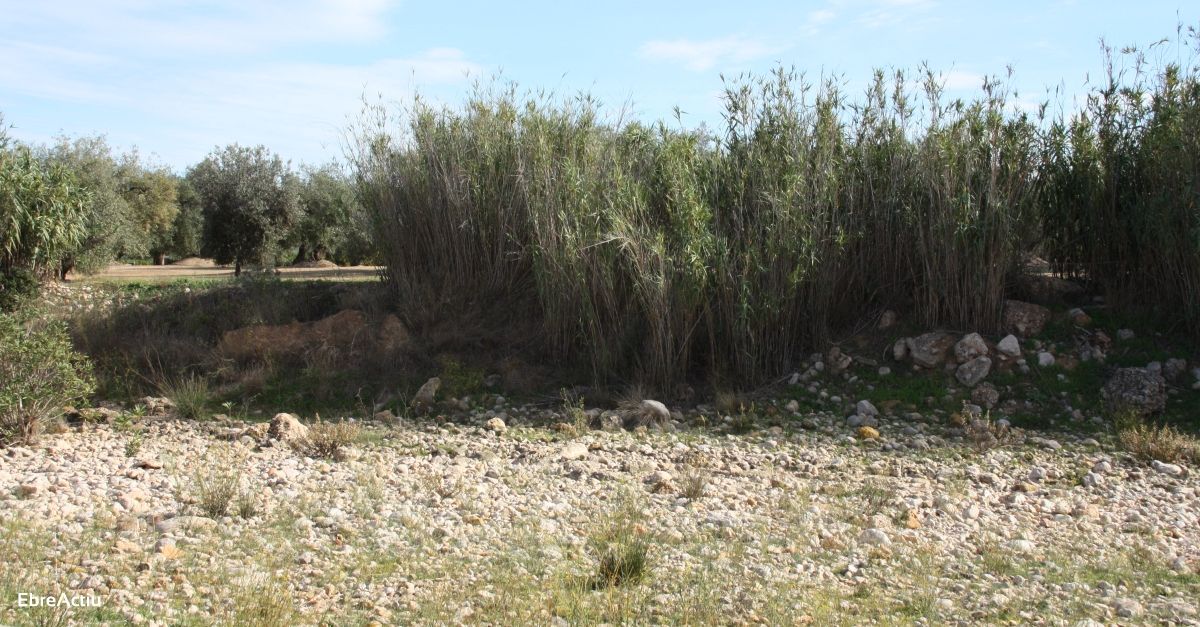 Prop de 200 accions de neteja dels espais naturals catalans al Let’s Clean Up Europe! | EbreActiu.cat, revista digital d’oci actiu | Terres de l’Ebre ...