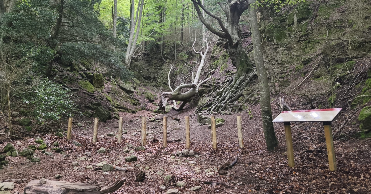 El Parc Natural dels Ports refora la protecci del Faig Pare, un dels arbres monumentals ms emblemtics de les Terres de l’Ebre | EbreActiu.cat, revista digital d’oci actiu | Terres de l’Ebre ...