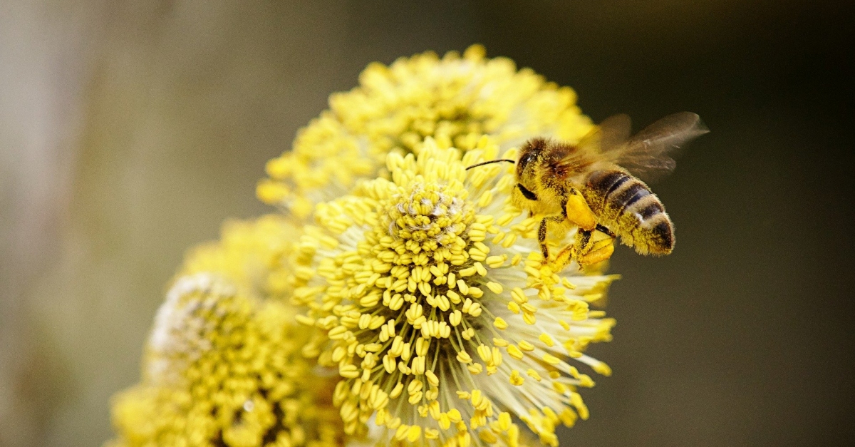 Demanen mesures per protegir l’abella de la mel davant d’altres espècies que la perjudiquen | EbreActiu.cat, revista digital d’oci actiu | Terres de l’Ebre ... Demanen mesures per protegir l’abella de la mel davant d’altres espècies que la perjudiquen | EbreActiu.cat, revista digital d’oci actiu | Terres de l’Ebre ...