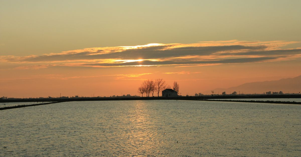 Un mili deuros per protegir el Delta amb la gesti sostenible de laigua dels arrossars
