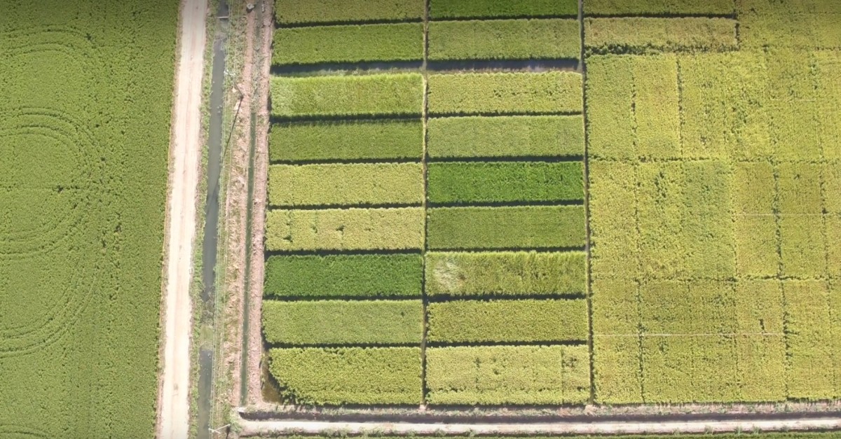 Provaran noves tcniques per produir arrs ecolgic al delta de l’Ebre
