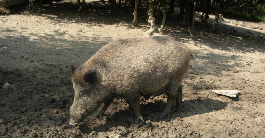 Es publica el calendari de batudes de porc senglar per a la temporada 2019/20 | EbreActiu.cat, revista digital d’oci actiu | Terres de l’Ebre ...