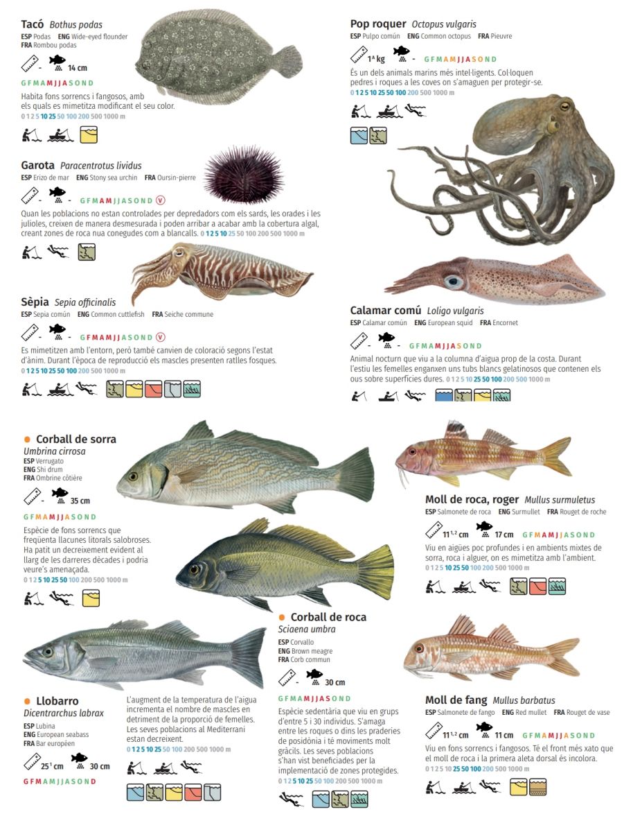 Ja est� disponible una guia d&rsquo;esp�cies de pesca recreativa per fomentar una pr�ctica responsable | EbreActiu.cat, revista digital d&rsquo;oci actiu | Terres de l&rsquo;Ebre ...