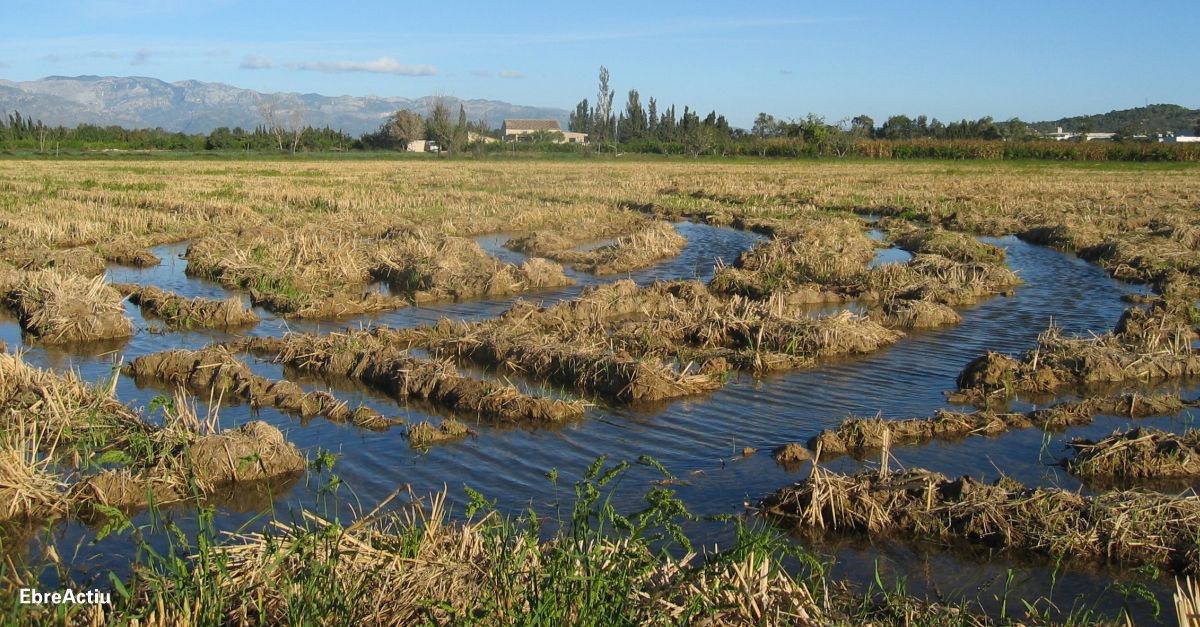 La plaga del pug i una pedregada a l’agost frenen la producci d’arrs