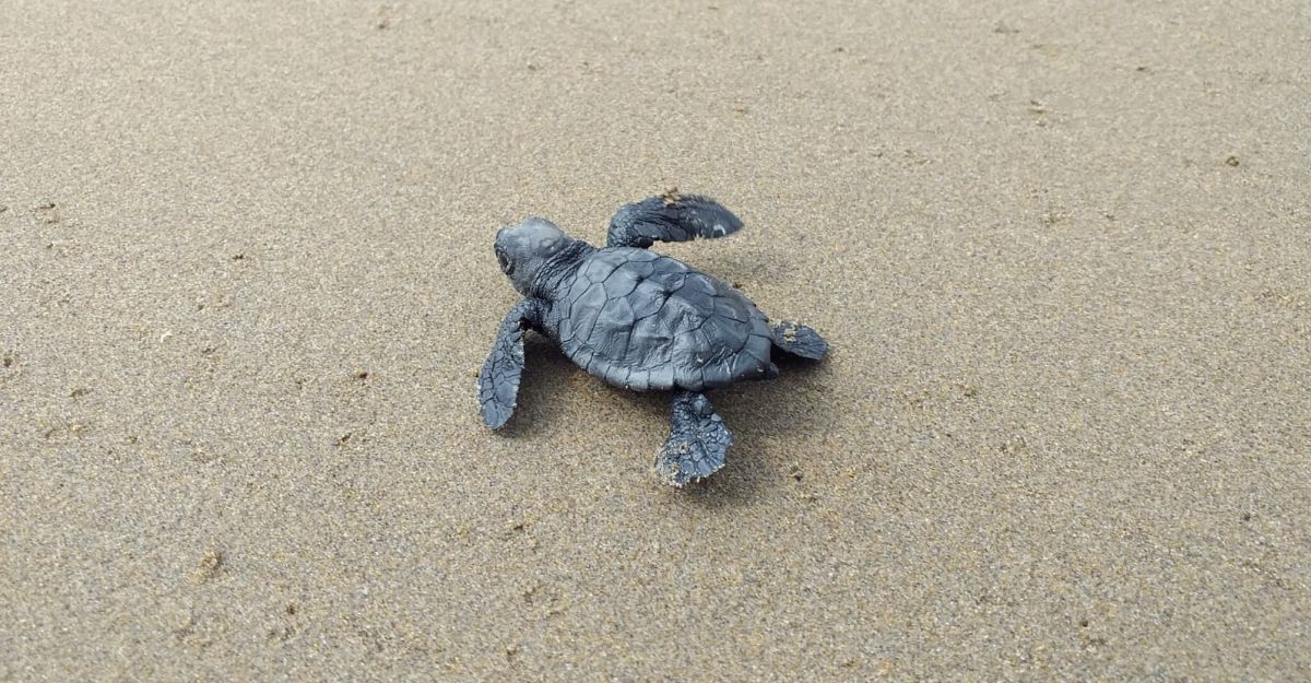 Localitzat el quart niu de tortuga careta de l’estiu a la barra del Trabucador, al delta de l’Ebre | EbreActiu.cat, revista digital d’oci actiu | Terres de l’Ebre ...