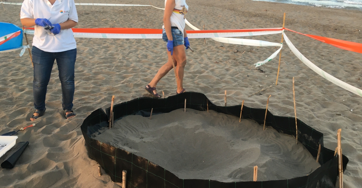 Localitzat el quart niu de tortuga careta de l&rsquo;estiu a la barra del Trabucador, al delta de l&rsquo;Ebre | EbreActiu.cat, revista digital d&rsquo;oci actiu | Terres de l&rsquo;Ebre ...