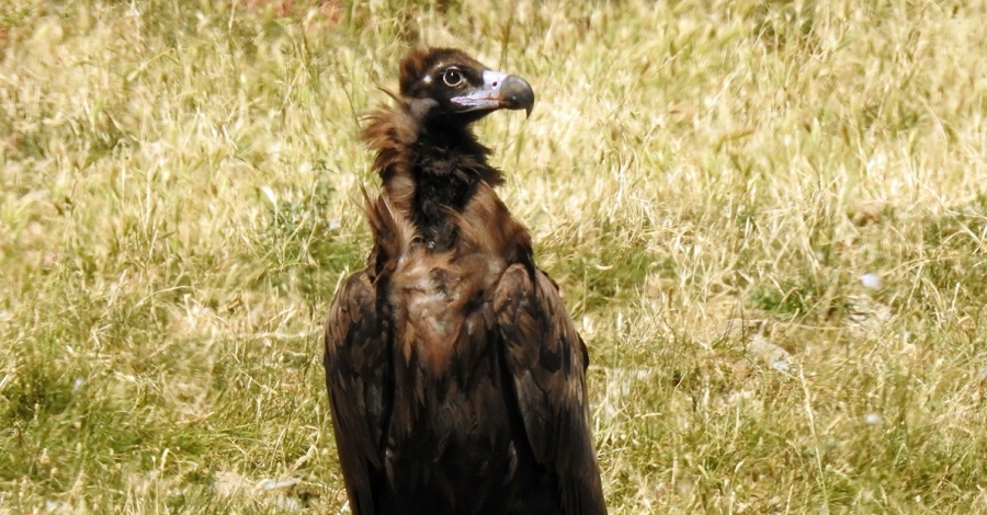 Quatre voltors negres visiten el Parc Natural dels Ports en pocs mesos | EbreActiu.cat, revista digital d’oci actiu | Terres de l’Ebre ...