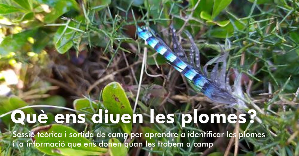 Què ens diuen les plomes? Què ens diuen les plomes?