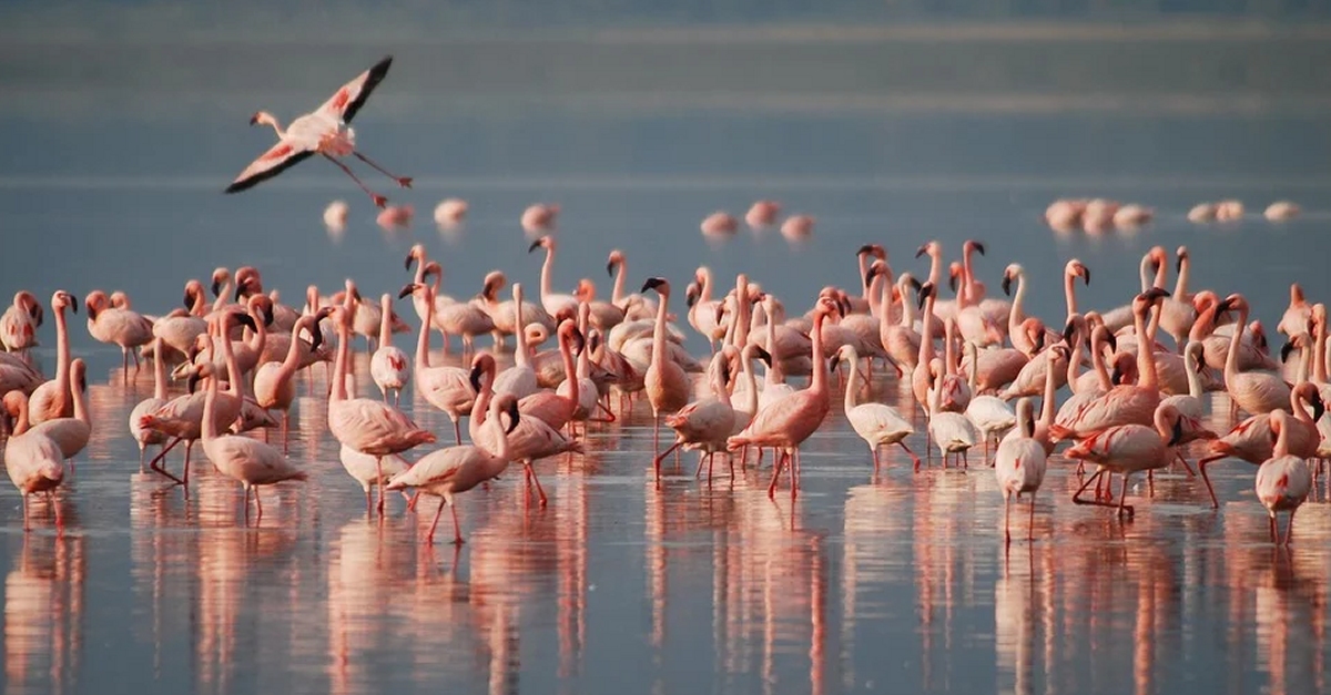 M�nNatura Delta: I que menjo amb aquest bec? 